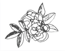 DAMASK rose