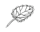 Lemon Balm