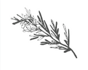 rosemary