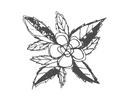 DAMIANA